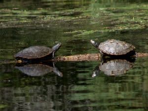 Map Turtles -September 5th 2016- Eel's Creek - Tim Dyson- 