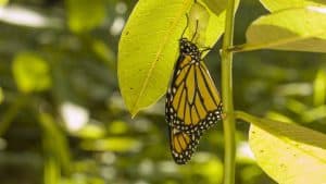 Adult monarch and empty chrysalis from which it emerged - Sept. 2016 - Sean McMullen