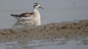 Red-necked Phalarope (juvenile) - Wikimedia