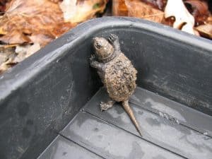 SNTU hatchling in holding tank Stephenie Armstrong - 2014