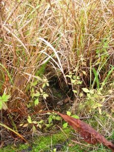 Snapping Turtle  hatchling on its way - Stephenie Armstrong - 2014