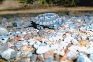 Baby Snapping Turtle - Marie Windover 