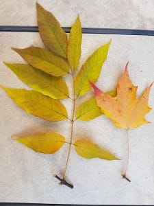 Compound leaf of ash (left) and simple leaf of sugar maple Note tiny bud where stem meets the twig - Photo by Drew Monkman 