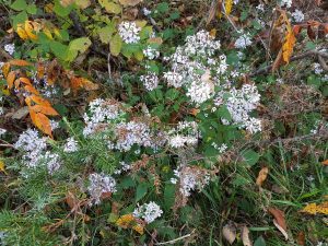 Heart-leaved Asters along Blue Trail - Drew Monkman 