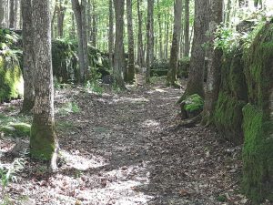 Limestone cut in "The Chute" section of Blue Trail - Drew Monkman 