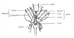 The parts of a flower (Drawing by Judy Hyland) 