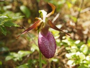 Pink Lady's-slipper tells an amazing story of evolution - Drew Monkman 