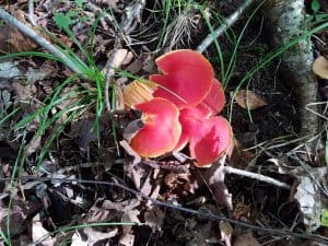 Russula mushroom on edge of Red Trail near the large marsh. Drew Monkman 