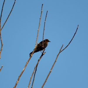 Rusty Blackbird (male) near Lily Lake - October 2016 - Greg Conley 
