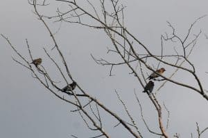 Rusty Blackbirds near Lily Lake - October 2016 - Greg Conley 