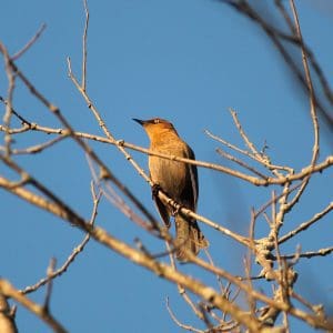 Rusty Blackbird (female) near Lily Lake - October 2016 - Greg Conley 