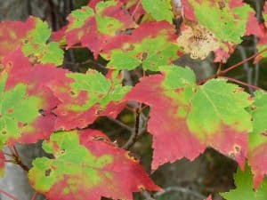 Leaves of red maple changing colour - Photo by Drew Monkman 