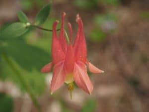 Wild Columbine on Nanabush Trail (Drew Monkman) 