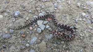 Young Eastern Milksnake - Kingsley Hubbs 