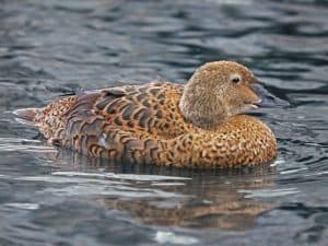 Female King Eider, Wikimedia