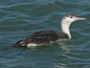 Red-throated Loon in basic plumage - Wikimedia