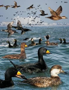 Black Scoter - Crossley ID Guide of Eastern Birds - Wikimedia 