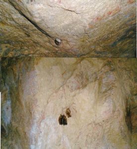 Bats in abandoned mine near Flynn's Corner - Oct. 13, 2016 - Marie Windover 
