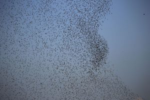 Murmuration of starlings - Wikimedia 