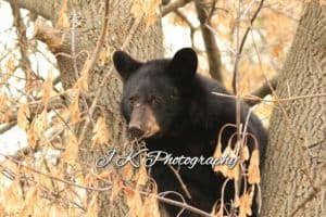 Black Bear cub 2 - Jeff Keller 