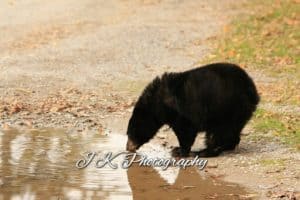 Black Bear cub 3 - Jeff Keller 