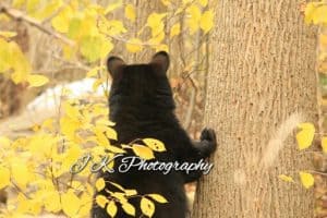 Black Bear cub - Jeff Keller