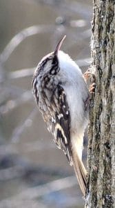 Brown Creeper - Wikimedia 