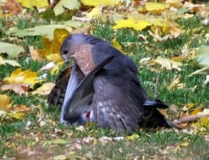 Cooper's Hawk on Rock Pigeon - Helen Nicolaides Keller 