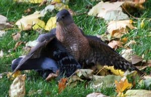 Cooper's Hawk on Rock Pigeon 2 - Helen Nicolaides Keller 