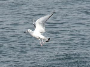 Bonaparte's Gull - basic plumage - December 2010 - Fort Erie - Drew Monkman 