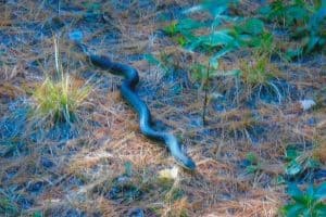 Eastern Hog-nosed Snake - Oct. 12, 2016 - County Road 507 - Marie Windover 