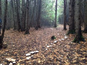 Fungi trail in Douro - October 16, 2016 - Alan Stewart 