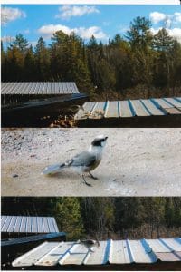 Gray Jays - Nov. 17, 2016 - County Road 507 - Marie Windover 