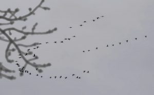 Flock of Sandhill Cranes in flight (photo by Jerry Friedman) 