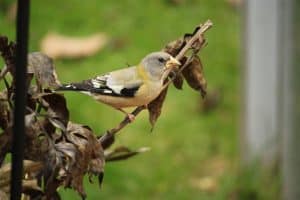 Female Evening Grosbeak - Jeff Keller 