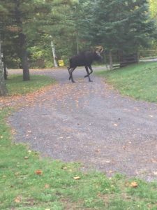 Young bull Moose at Stoney Lake - Oct. 13, 2016 - Linda Gilbert 