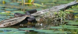 Northern Watersnake- Robin Williams Blake Lower Buckhorn Lake - July 26 2016