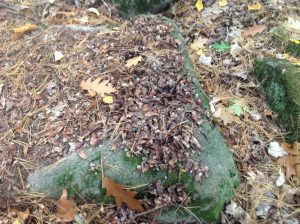 Late fall Red Squirrel midden - Peter Currier 