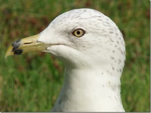 Ring-billed-Gull-August-30-gape-is-no-longer-red-note-new-dark-feathers-on-head-Barb-Evett