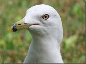 Ring-billed-Gull-in-August-15 -Barb-Evett