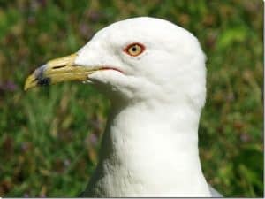 Ring-billed-Gull-in-July-with-red-eyes-and-red-gape -Barb-Evett