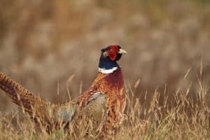 Ring-necked Pheasant - Lindsay - Nov. 2, 2016 - Jeff Keller