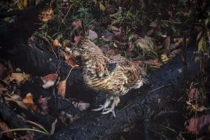 Ruffed Grouse - Parry Sound - via Rob Moos 