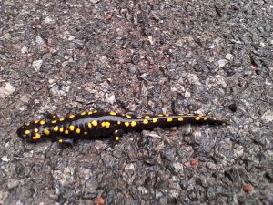 Spotted salamander - Peter Currier