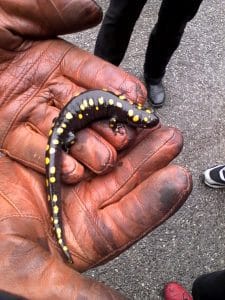 Spotted Salamander - Oct. 23, 2016 - Catchacoma Lake - Peter Currier 