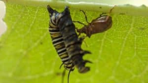 Stink bug killing a monarch caterpillar - August 15, 2016 - Warsaw - Sean McMullen 