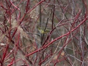 White-eyed Vireo -Stenson Park - Ptbo - Nov. 29 2016 Matthew Tobey.jpg