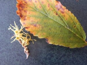 Witch Hazel flowers and leaf - Bill Snowden - Oct. 25, 2016 