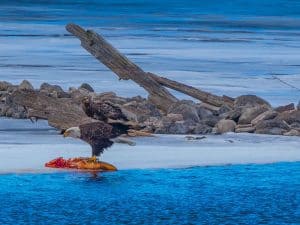 Bald eagle eating a dead carp near Lock 25 on the Otonabee River. 