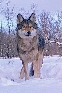 A majestic Algonquin (eastern) wolf photographed by Gord Harrison on his Haliburton far.